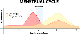 Hormone Level Chart During Menstrual Cycle