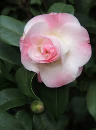 Longwood Gardens Camellia Flower Amazing Flowers Beautiful Flowers