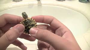 This subspecies of pond slider is native to the southeastern united states, specifically from florida to southeastern virginia, and is the most common turtle species in its range. Pastel Clown Yellow Bellied Slider Youtube