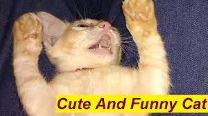Very Funny Cats And Kittens Try Not To Laugh Challenge Funny Cat Vid Funny Cat Videos Challenges Funny Funny Cats