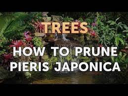 Cut about 2 to 6. How To Prune Pieris Japonica Youtube