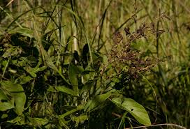 Image result for Pseudarthria