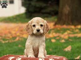 Explore 295 listings for working cocker spaniel puppies for sale at best prices. Cocker Spaniel Puppies For Sale Greenfield Puppies