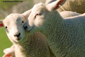 مزرعة حيوانات رمزية أي واحد هو دليل روحك أدلة الحيوانات