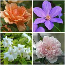 Scented clematis are becoming more popular in the garden, the queen of climbers can also be perfumed! Giveaway Fragrant Clematis And More Scented Climbers With Dan Long A Way To Garden