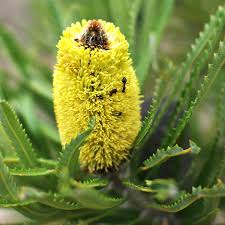 Image result for Banksia attenuata