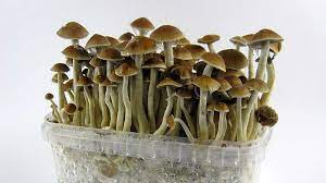 How Much Do Shrooms Cost In 2021 The Fun Guys