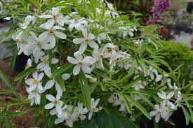 Mexican mock orange will grow to be about 6 feet tall at maturity, with a spread of 5 feet. Aztec Pearl Mexican Mock Orange 1 Gl Size Cloud Mountain Farm Center Nursery