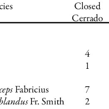 Image result for Acacia tenuispina