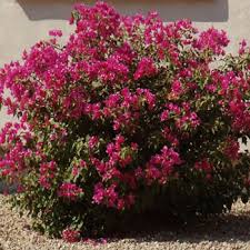 At summerwinds nursery, we have a wide variety of fall flowers, including: Shrubs Shrub Nursery Shrubs For Sale Mesa Gilbert And Queen Creek
