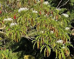 Image result for Alstonia venenata