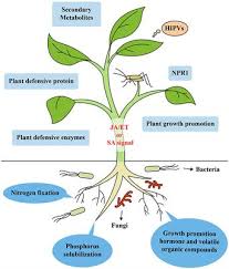Deployment of host plant resistance (hpr) provides an opportunity to manage these issues in gm cotton systems. Frontiers Induction Of Systemic Resistance Against Insect Herbivores In Plants By Beneficial Soil Microbes Plant Science