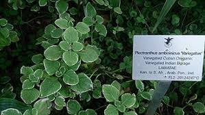 Image result for Coleus kapatensis
