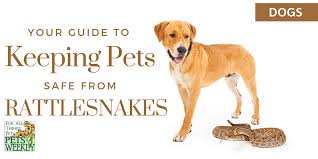 Call animal control if a snake stays in your yard. Desert Dangers Rattlesnakes Petsweekly Com