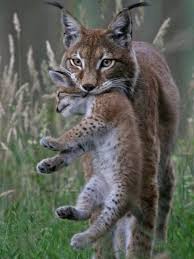 Animals Animals Wild Animals Beautiful