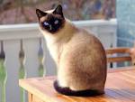 Siamese - Wikipedia