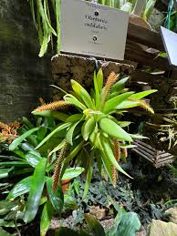 Image result for Oberonia