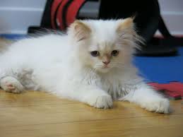 I chose my cat, even though what he does isn't very interesting. Flame Point Himalayan Kitten Baby Cats Cute Baby Cats Himalayan Kitten