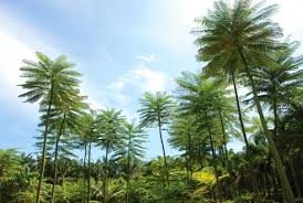 Image result for Schizolobium parahyba