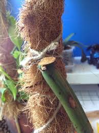 Image result for Vanilla polylepis