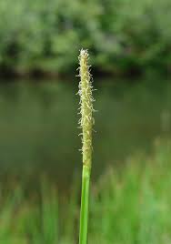 Image result for Eleocharis acutangula