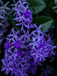 Image result for Petrea volubilis