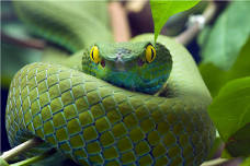Jesse Rothacker and Forgotten Friends Reptiles