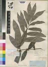 Image result for Cremaspora