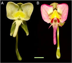 Image result for Habenaria epipactidea