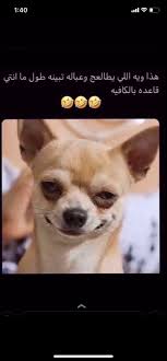 pin by نوف المعمري on ins story in 2020 laughter cafe food girly