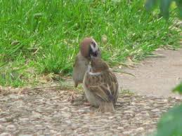 Mein Garten Mini Malteser Tiere Garten