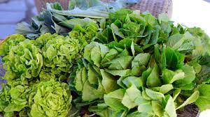 Butterhead or romaine types can be harvested by removing the outer leaves, digging up the whole plant, or cutting the plant about an inch above the soil surface. How To Grow Butterhead Buttercrunch Lettuce