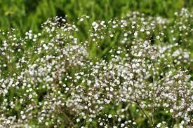 Pin On Gardening