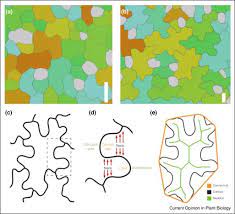 Melanocytes are another type of cell in the epidermis that are present throughout the basal layer. Mechanics Geometry And Genetics Of Epidermal Cell Shape Regulation Different Pieces Of The Same Puzzle Sciencedirect