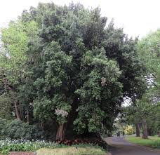 Image result for Elaeodendron croceum