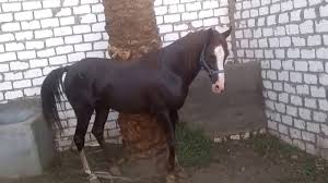 صور حصان اجمل حصان في العالم مساء الورد