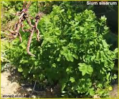 سيسارون الجذور الحلوة sium sisarum الخضروات النبات معلومان عامه معلوماتية plants herbs grapes