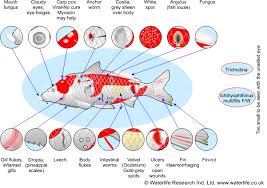 pond coldwater fish disease diagnosis chart