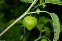Image result for Physalis lagascae