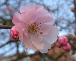 When present, very small, dry and shriveled. Cherry Cultivars Vancouver Cherry Blossom Festival Vancouver Cherry Blossom Festival