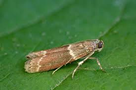 Image result for Cryptolepis obtusa