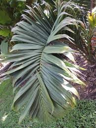 Image result for Disa robusta