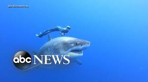 Divers swim alongside famous Deep Blue shark - YouTube