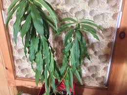 Maybe you would like to learn more about one of these? Why Are The Leaves On My Peach Tree Sapling Wilting And Dropping Off Gardening Landscaping Stack Exchange