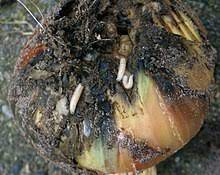 The larvae or maggots feed on onions, garlic and other bulbous plants. Delia Antiqua Wikipedia