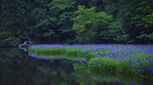 Maybe you would like to learn more about one of these? Wallpaper Landscape Forest Lake Nature Field Blue Flowers Flower Meadow Wildflower Woodland Habitat Natural Environment Land Plant Flowering Plant 1920x1080 Kmaco 107604 Hd Wallpapers Wallhere