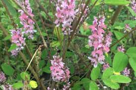 Image result for Indigofera ramosa