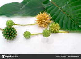 Image result for Mitragyna