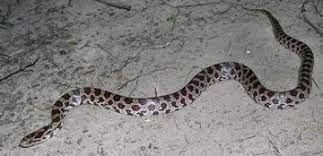 Prairie Kingsnake Snake Texas Snakes Beautiful Snakes