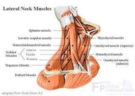 Lateral Neck Muscle Chart Neck Muscle Anatomy Muscle